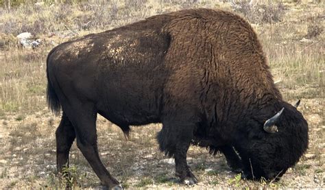 Wild Wood Buffalo Parimatch